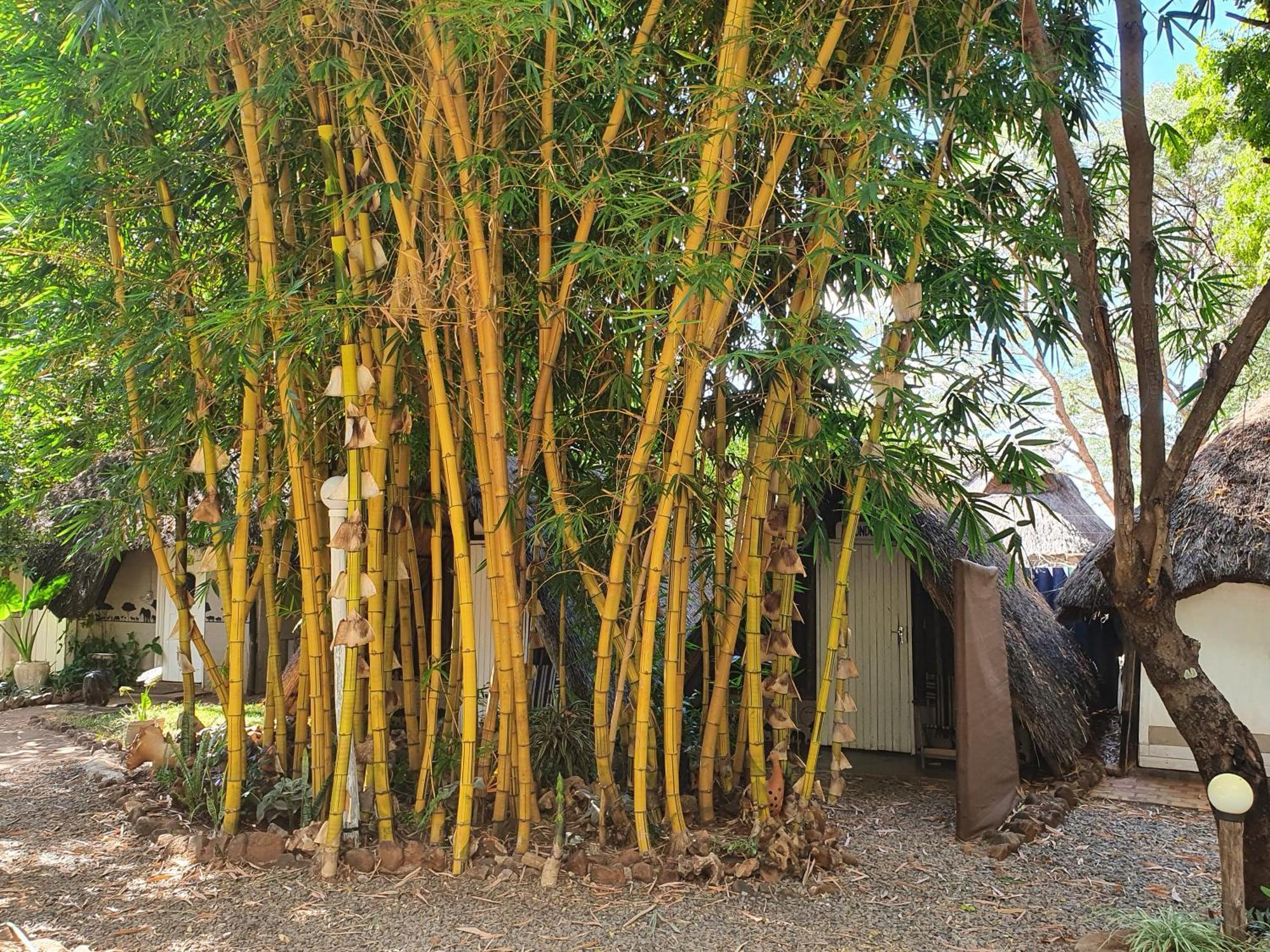 Victoria Falls Backpackers Lodge Eksteriør billede